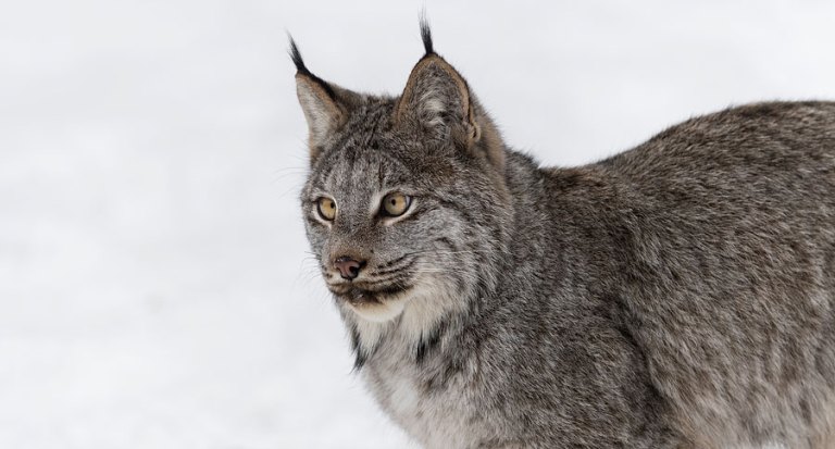 Dnr: Cat Spotted In Michigan Likely Rare Lynx - Wide Open Spaces