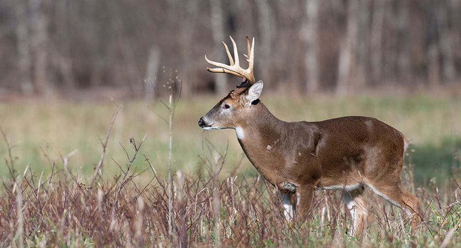 Professor Claims Breakthrough in CWD Research, Says a Cure is Not Far ...