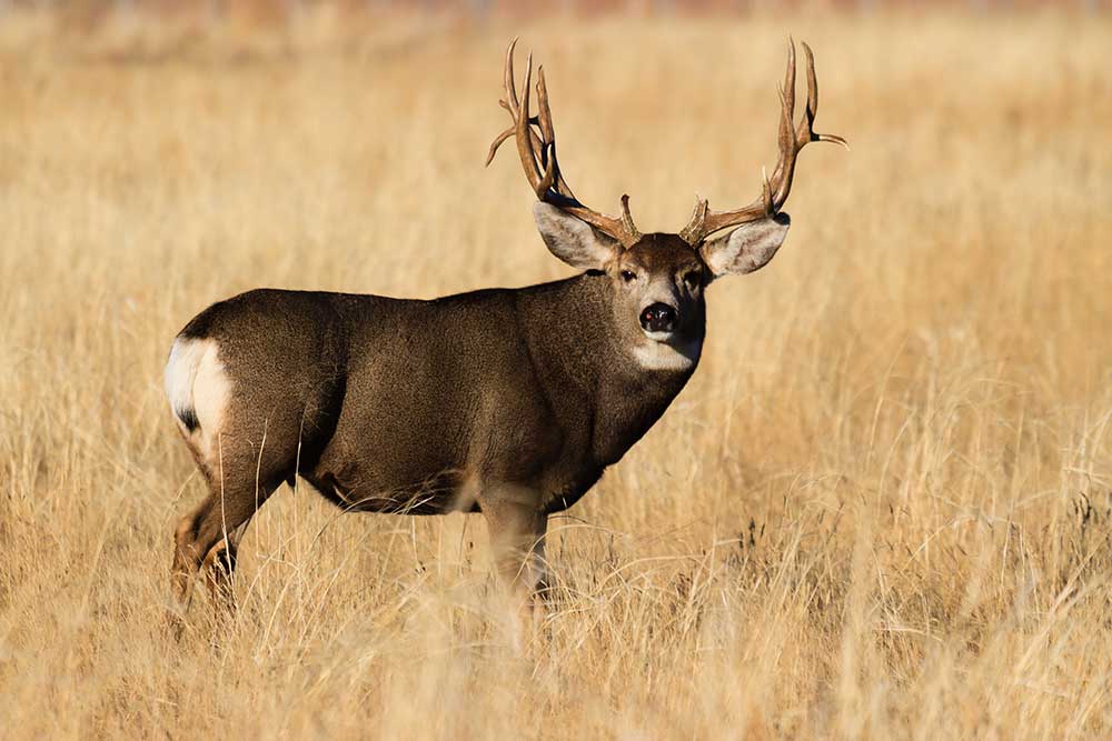 The Best Mule Deer Hunting Opportunities an American Should Try For ...