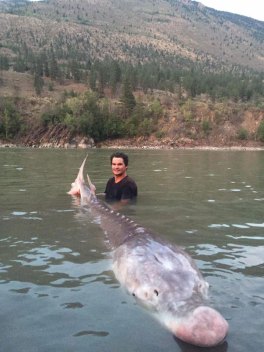 Remembering 'Pig Nose,' the 10-Foot, 700-Pound Sturgeon - Wide Open Spaces