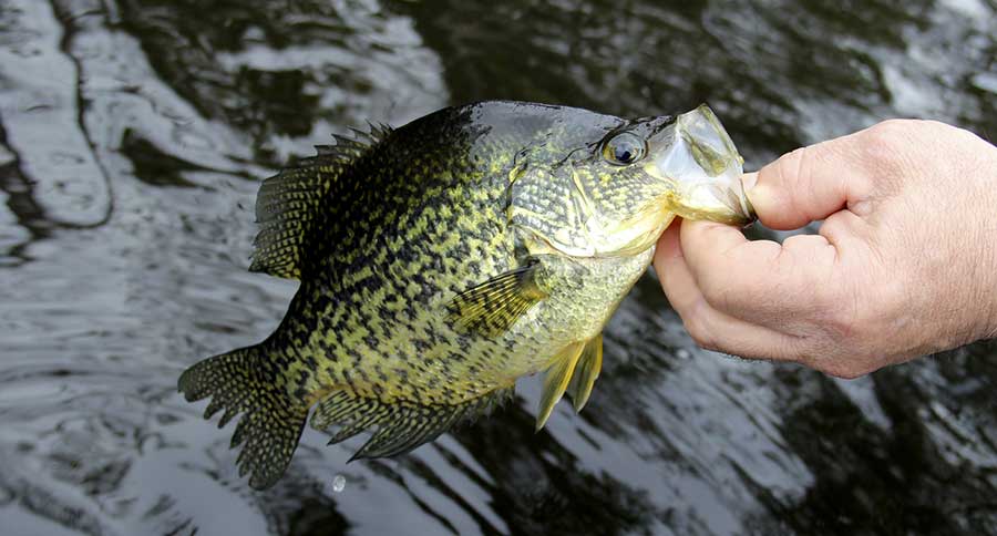 Five Flies for Spring Crappies