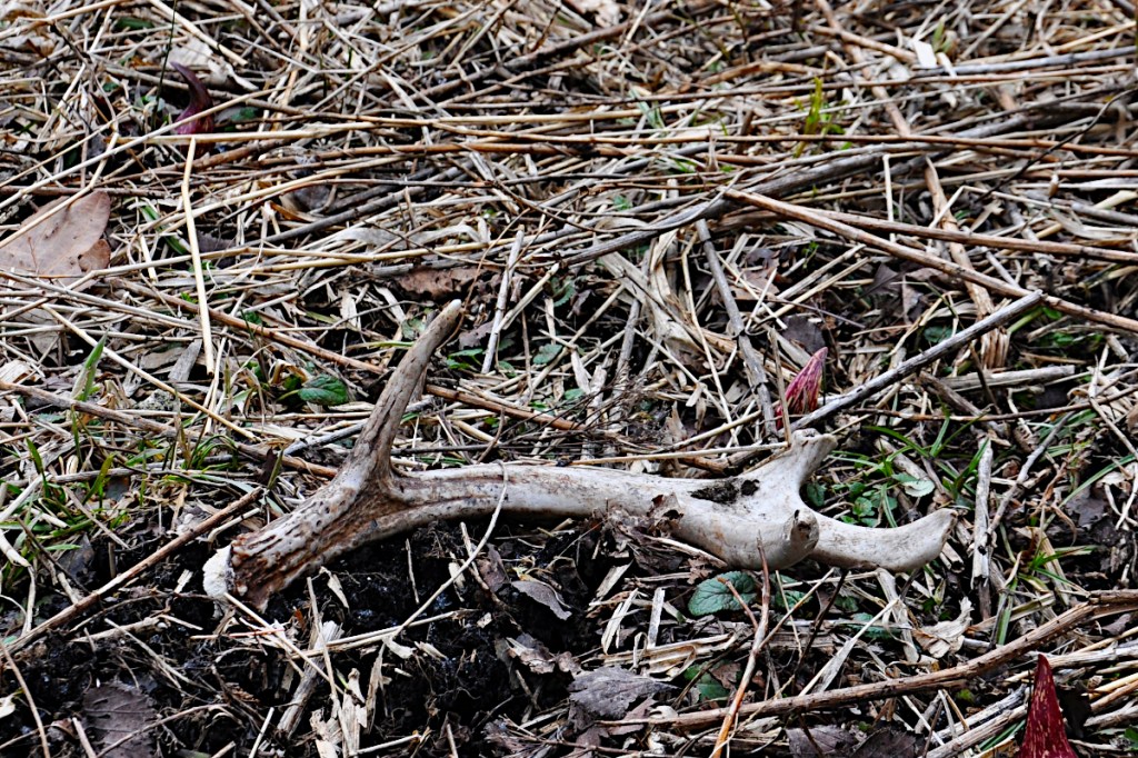 Shed Hunting Tips: 7 Tricks for Those Struggling to Find Them