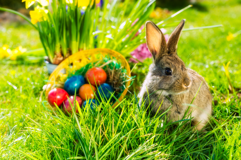 Do Rabbits Lay Eggs? The Truth Behind the Easter Bunny Myth