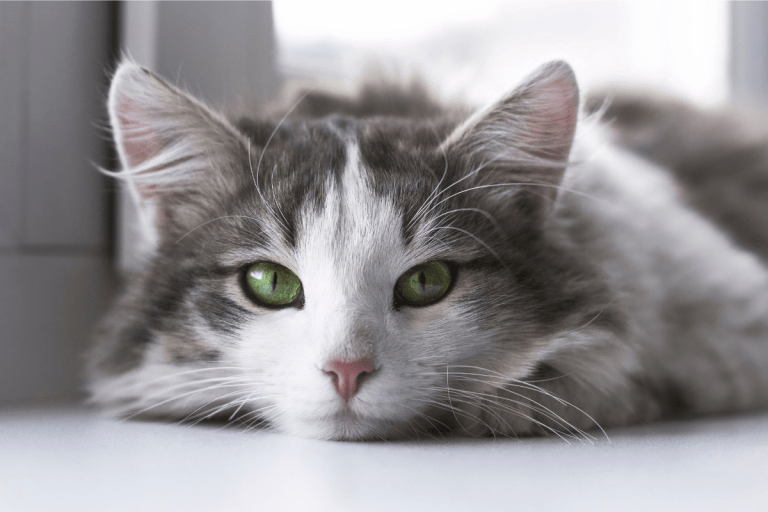 cats-know-their-names-but-can-t-be-bothered-to-respond