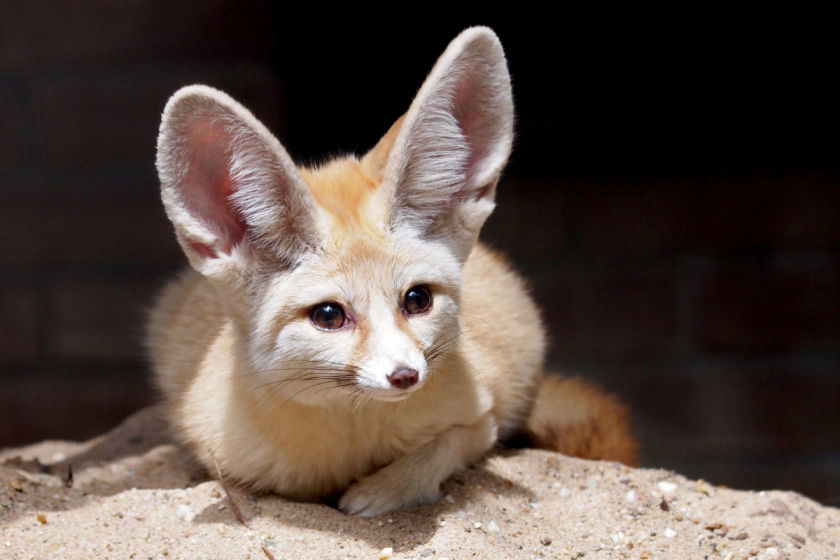 Do Fennec Foxes Make Good Pets? Here's What to Know