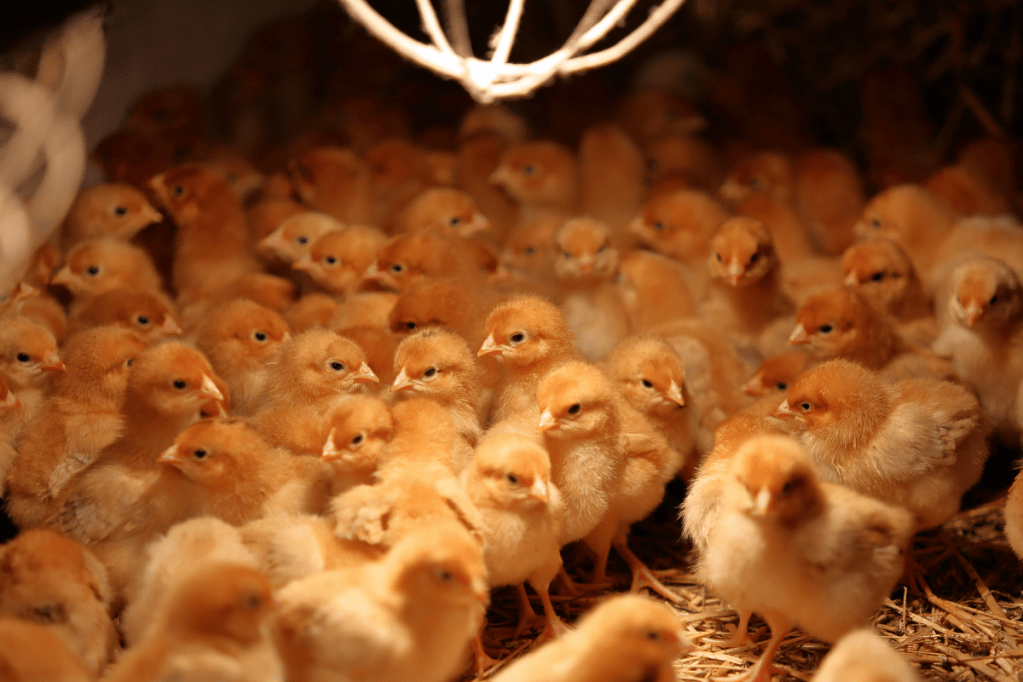 how-long-do-chicks-need-a-heat-lamp-time-temperatures-benefits