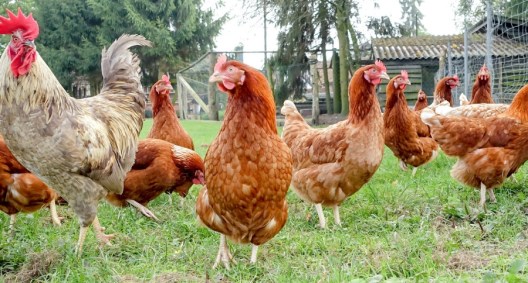 Hanging a Cabbage Ball for Chickens Keeps Them Entertained