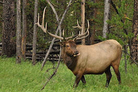 10 Best Elk Hunting Areas in North America - Wide Open Spaces