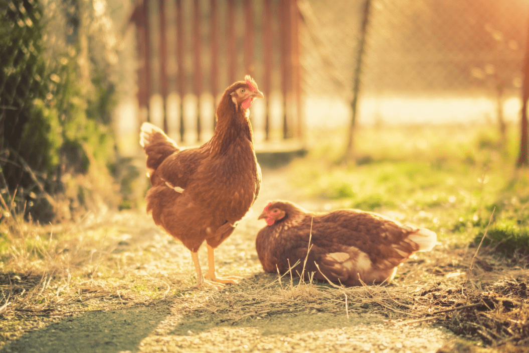 keeping-chickens-cool-with-diy-solutions-you-can-prepare-at-home