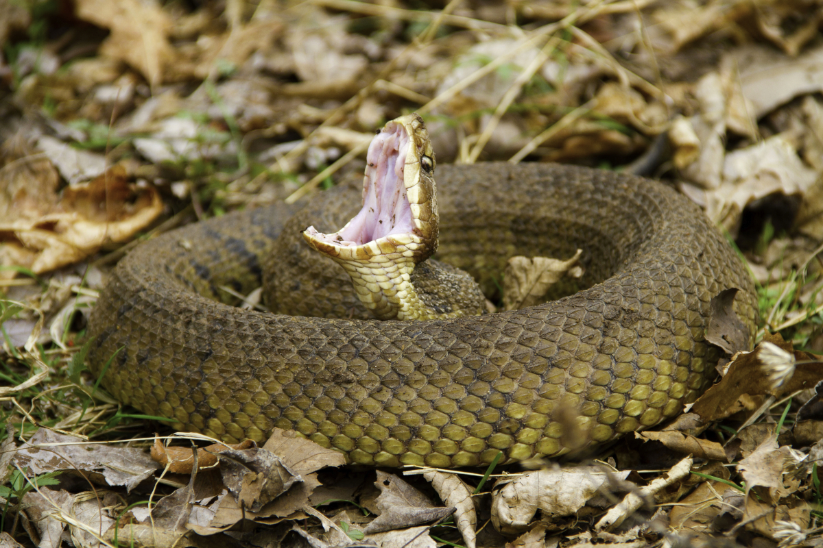 A Florida Teen Was Once Bitten By a Water Moccasin While Trying to Kiss ...