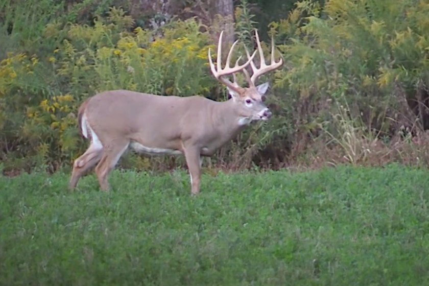 Deer Hunting in Illinois Licenses, Seasons, and Where to Go