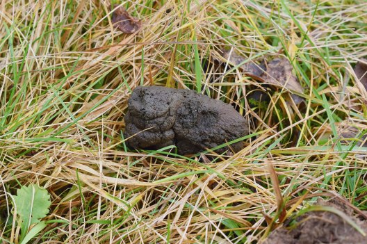 Can You ID These Animals By Their Poop? - Wide Open Spaces