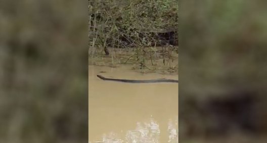 Giant Water Moccasin Spotted Swimming Through Swamp - Wide Open Spaces