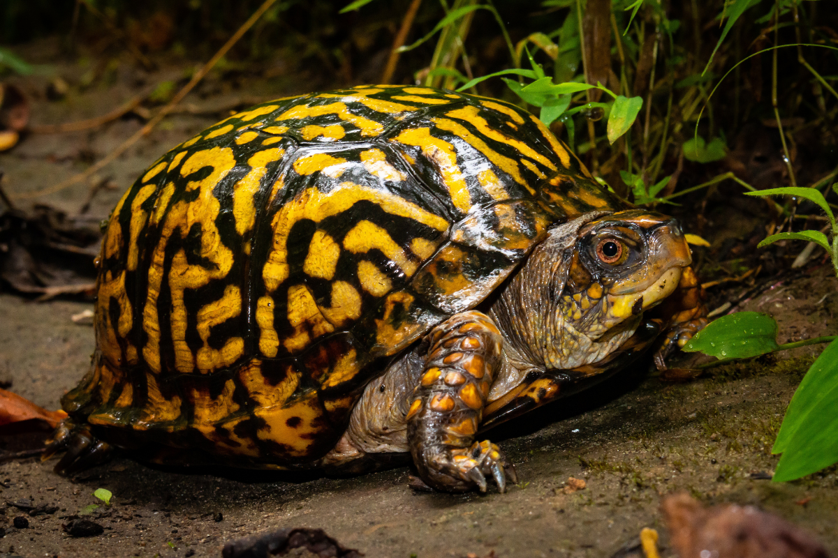 Before You Bring Home a Pet Turtle, Research Their Origins