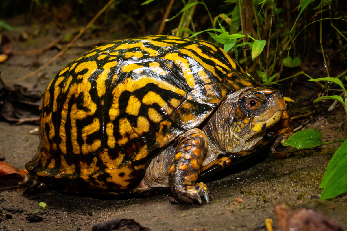 10 Types of Turtles You Can Keep as Low-Maintenance Pets