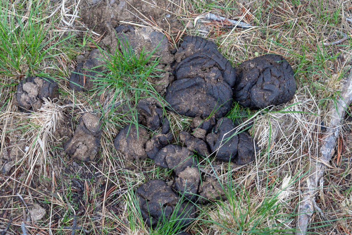 Can You ID These Animals By Their Poop? - Wide Open Spaces