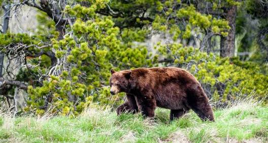 Flashback to When a Kentucky Man Found a Family of Bears Sitting in His ...