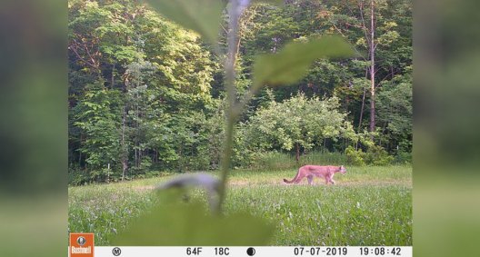 Michigan Cougar Pictured On Upper Peninsula Trail Cam Photo Wide Open Spaces