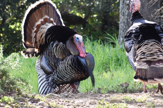 Turkey Drumming: The Most Mysterious Gobbler Vocalization - Wide Open ...