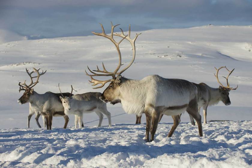 Did You Know Caribou Can See UV Light? - Wide Open Spaces