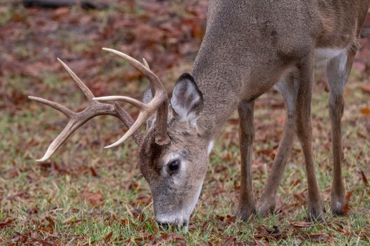 Taxidermist Discovers Disgusting Cyst in Deer's Head While Prepping ...