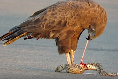 Viper Takes Down Large Bird in Stunning Slow-Motion Strike - Wide Open  Spaces