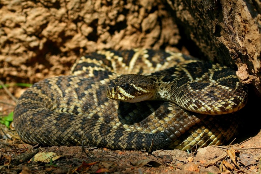 6 North American Snakes That Are Bad News if You Harass Them