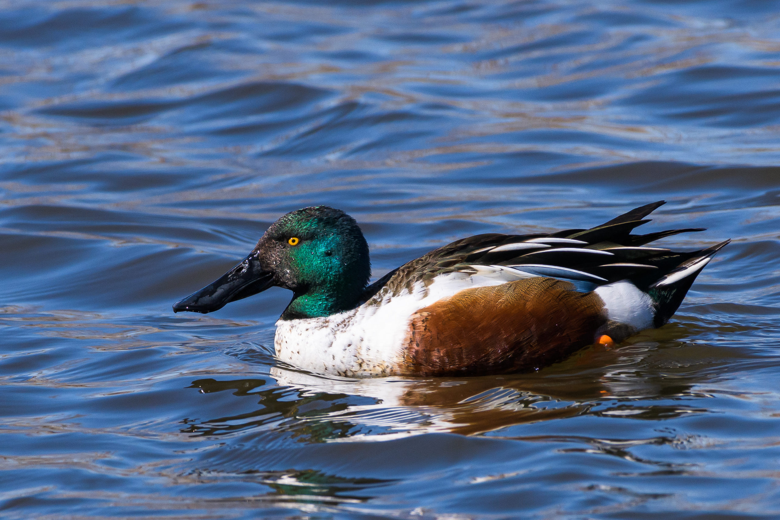 The Great Big American Duck Hunting Species Guide - Wide Open Spaces