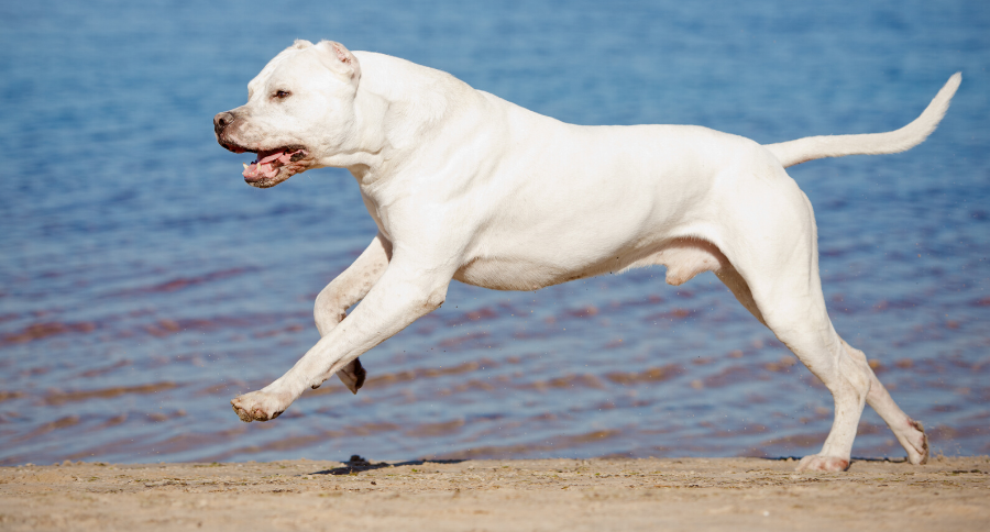 New Hunting Breeds—Dogo Argentino - Sporting Classics Daily