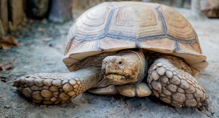 Sulcata Tortoise Care Guide: Housing, Handling, Presonality, Controversy