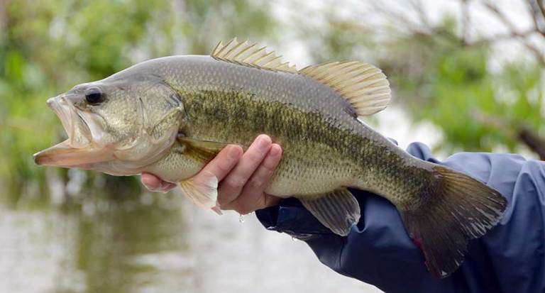 Spinnerbaits for Bass: 8 Choices That Always Seem to Catch Them - Wide ...