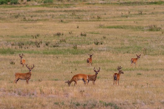 10 Common Whitetail Deer Diseases That Are Plaguing Herds Nationwide ...