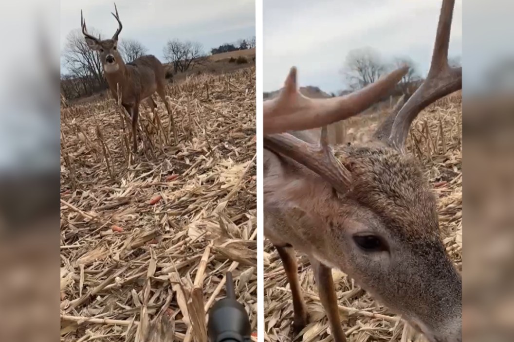 8-Point Buck Walks Right Up and Sniffs the Muzzle of Hunter's Rifle ...