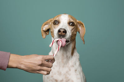 Is peppermint candy discount bad for dogs