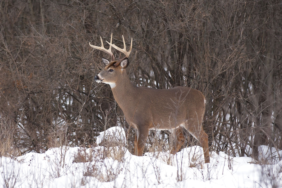 Late Rut Deer Hunting: 3 Reasons It's the Best Time to Tag a Buck ...