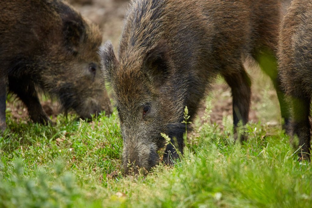 Boar Hunting With a Knife is Not for the Faint of Heart - Wide Open Spaces