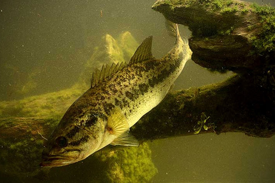 World Record Largemouth Bass Captured on Video 2022