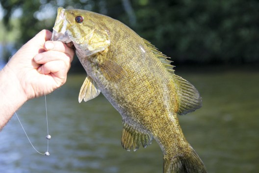 Bass Species Breakdown: Every Bass You Can Catch in North America