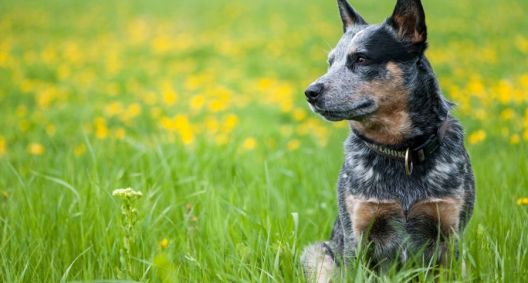 Australian Stumpy Tail Cattle Dog: Overall Care and Characterisitcs