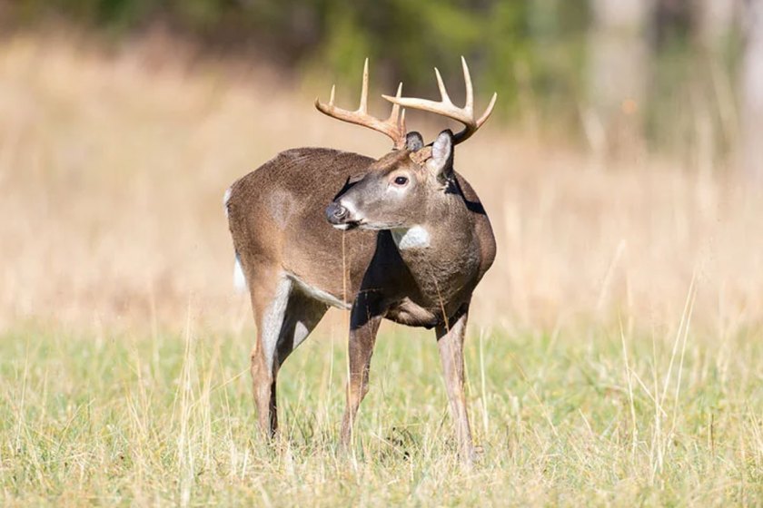 The Lifespan of the Whitetail Deer Across the United States