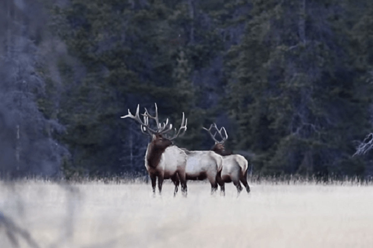 Trophy Bull Elk Sheds His Antlers Wide Open Spaces