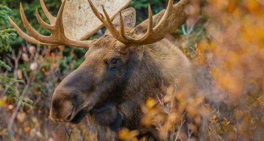 This Wasn't the World Record Moose, But It's Antlers Sure Got Everyone ...