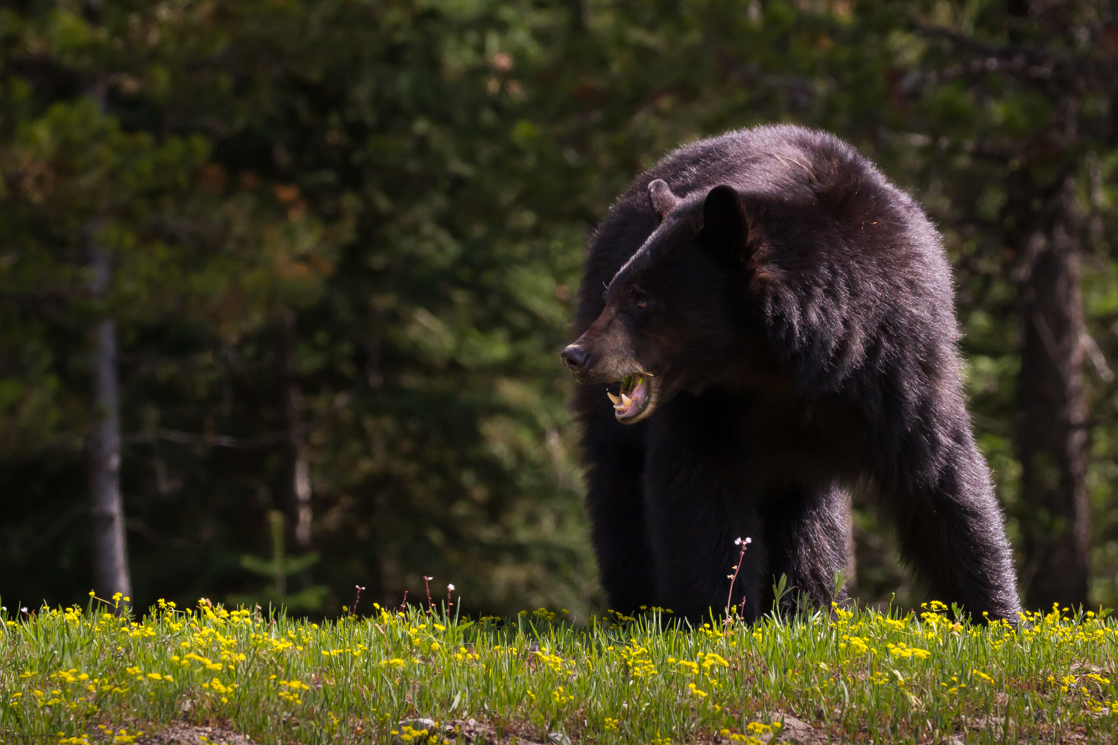 This large female black bear grazes on a hillside near Jackson Lake in Grand Teton National Park.