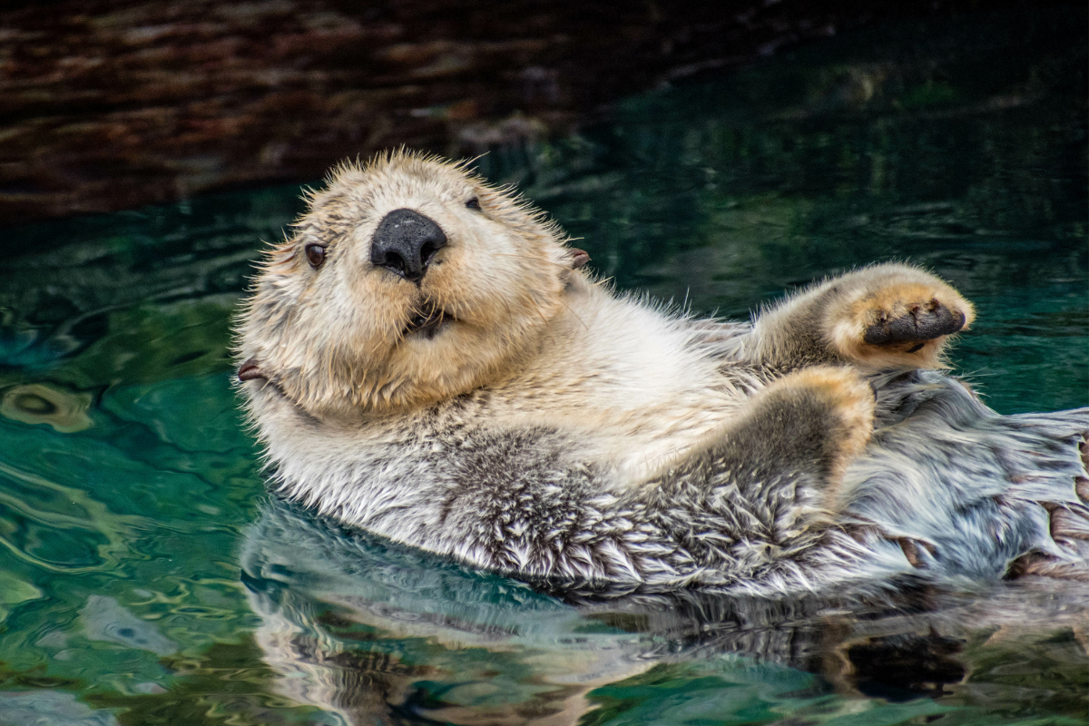 Do Otters Make Good Pets & Where Is It Legal to Own One