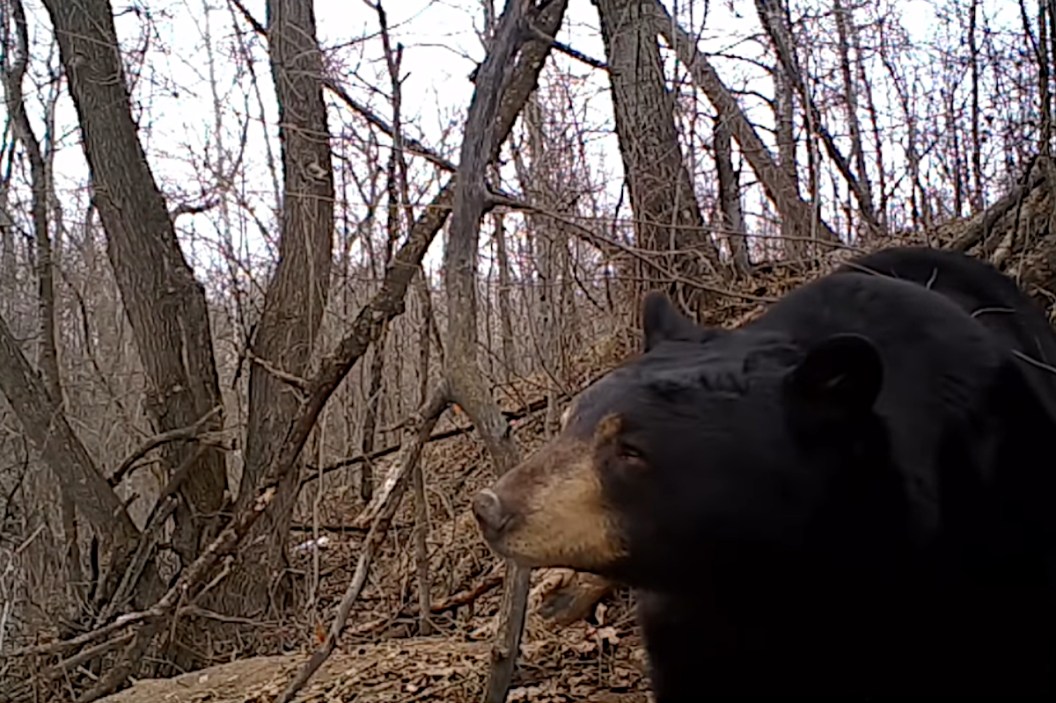 Trail Camera Shows Minnesota Black Bear Groggily Coming Out of ...