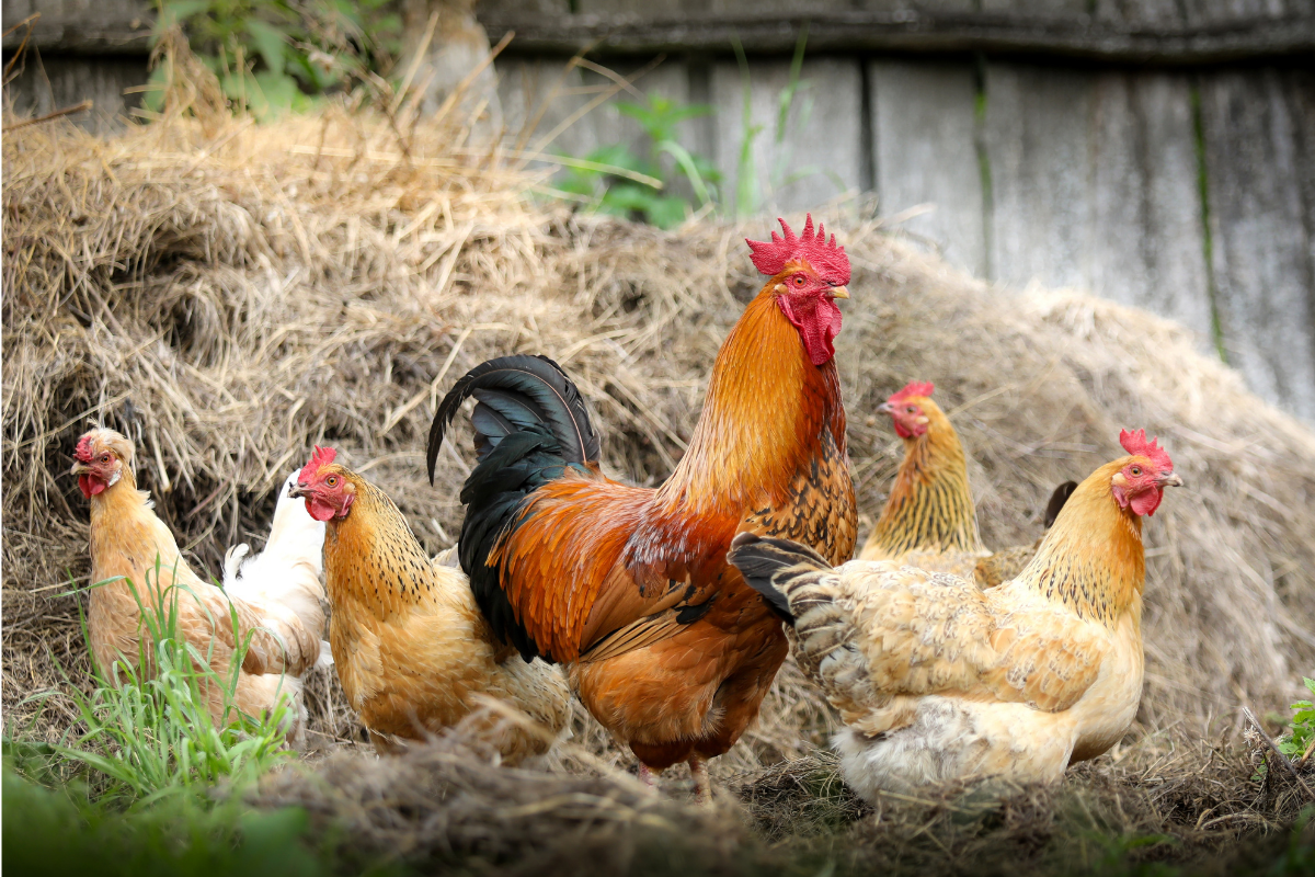 Best Bedding Options for Your Backyard Chickens