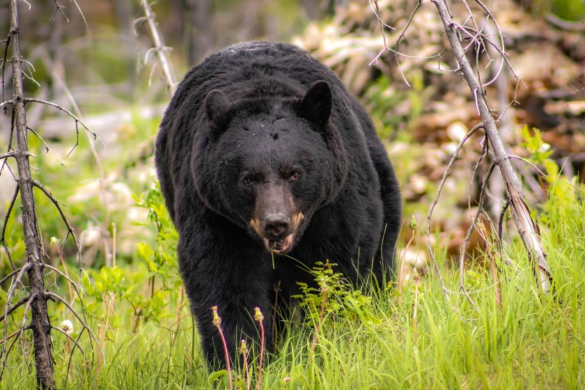 Fatal Black Bear Attacks in North America Over the Last 20 Years - Wide