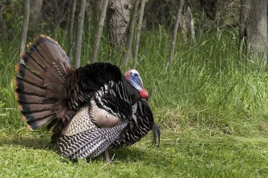 This Might Be the Best Turkey Hunting Joke to Start the Season - Wide ...