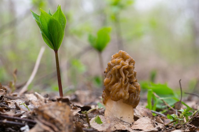 Watch A Morel Mushroom S Entire Lifecycle In Just 1 Minute