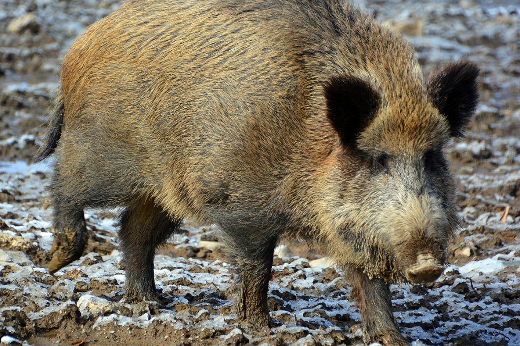 Texas Teen Kills 400-Pound Feral Hog That Terrorized Farm - Wide Open ...